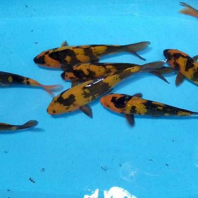 Paket utsuri 15-20 cm 8 ekor