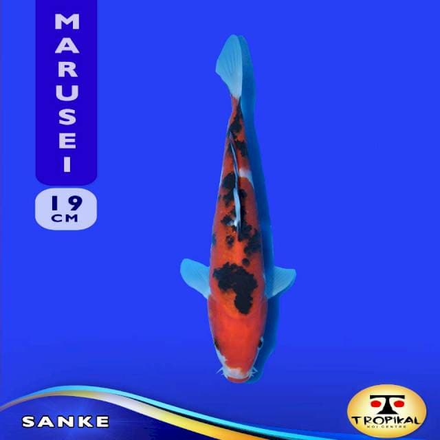 Sanke (Marusei Farm) 19cm. Import & Sertifikat