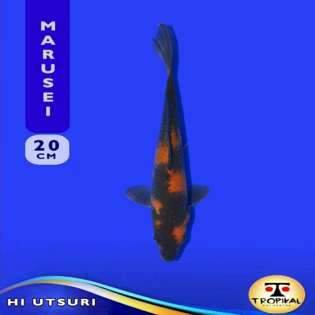 Hi Utsuri (Marusei Farm) 20cm. Import & Breeder Sertifikat