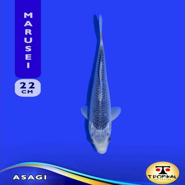 Asagi (Marusei Farm) 22cm. Import & Breeder Sertifikat