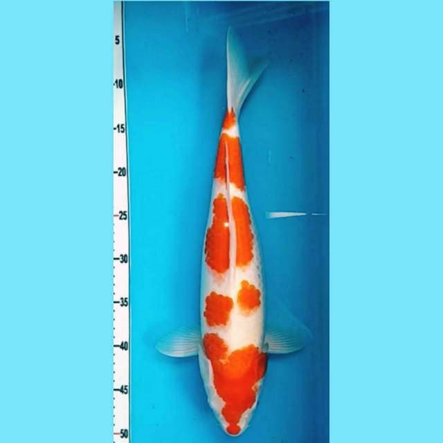Kohaku 42cm. Original Edition