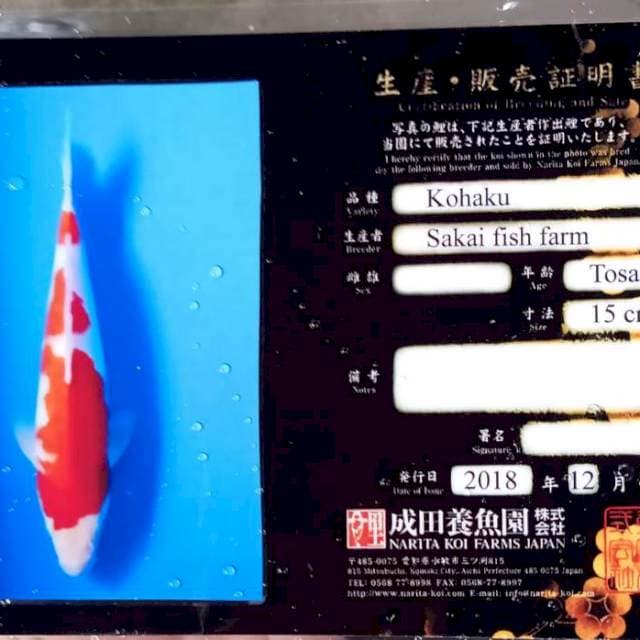 Kohaku import lengkap serty