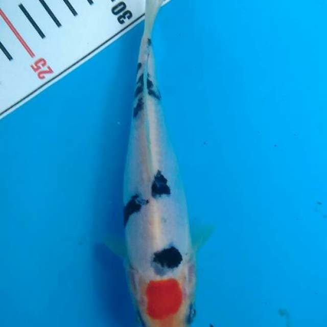 Tancho sanke doitsu 18cm