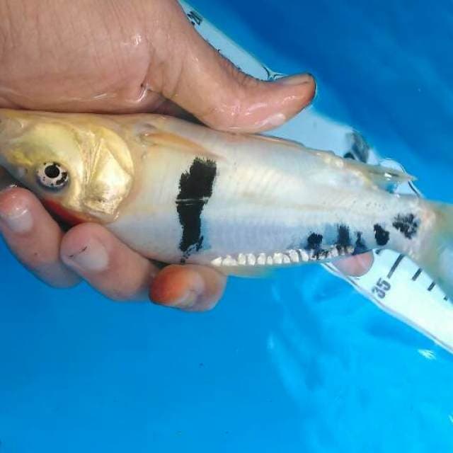 Tancho sanke doitsu 18cm