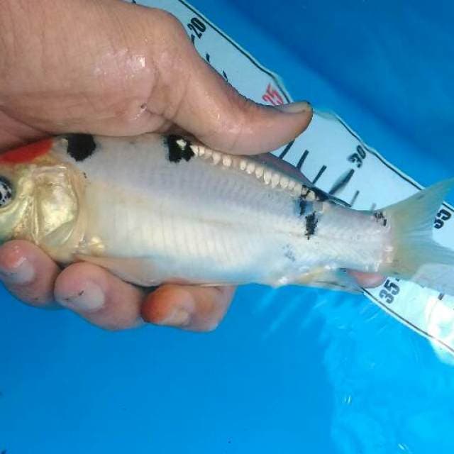 Tancho sanke doitsu 18cm