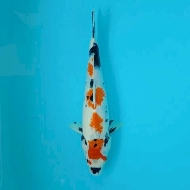 SHOWA KINDAI 36 CM
