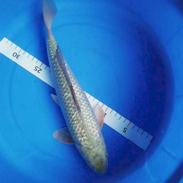 Sora gin 32cm male