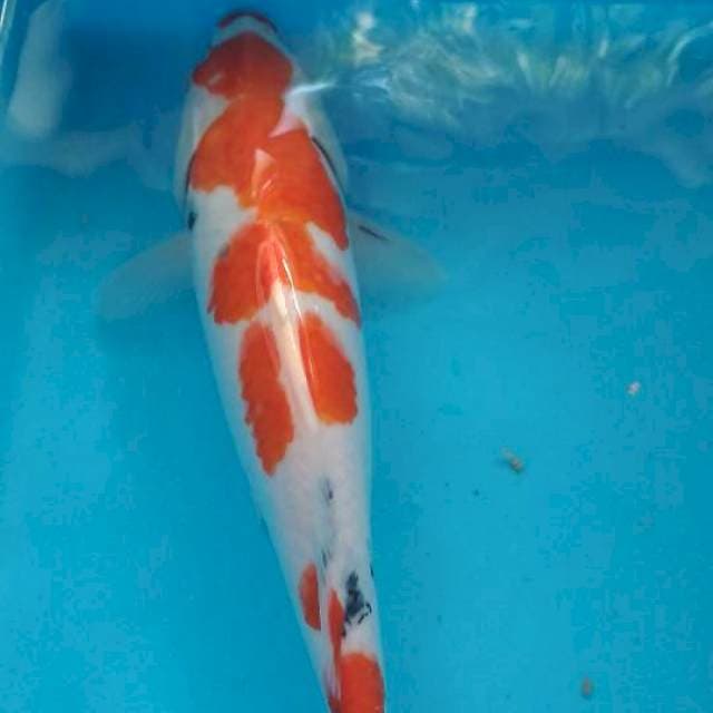 Sanke 34cm