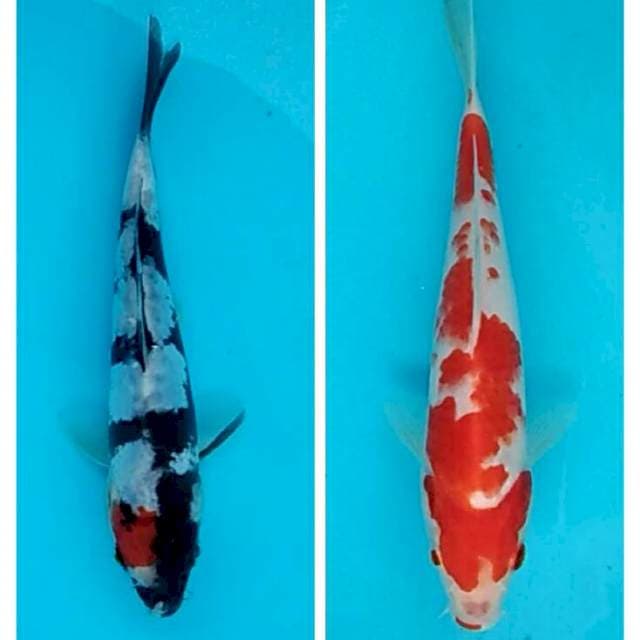 Duet cantik tancho showa doitsu dan kohaku mawar 17-23cm