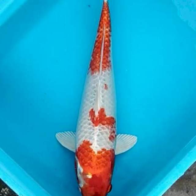 Hariwake strong jumbo tosai 39cm