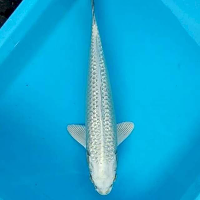 Mukashi diamond ginrin bersih 31cm