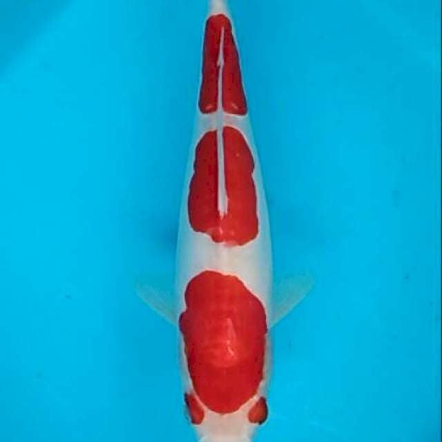 Kohaku doitsu kacamata bulky red 28cm