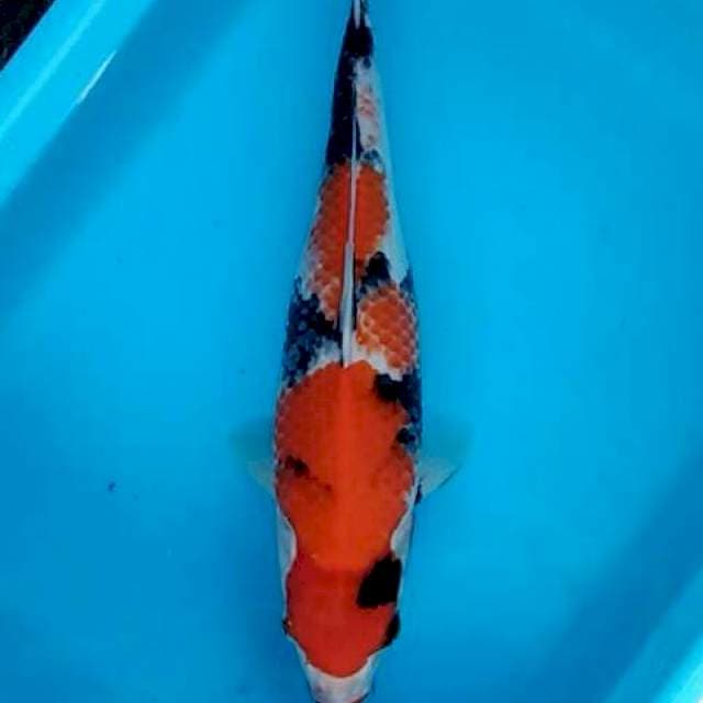 Bulky kanoko showa tategoi 35cm