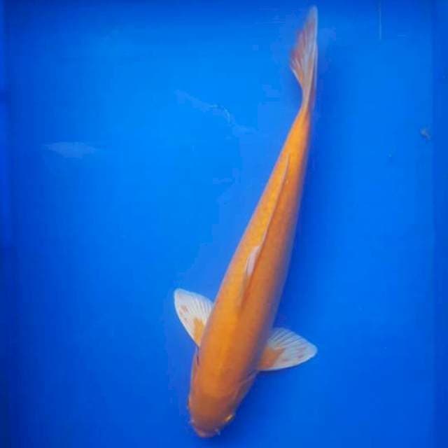 KARASI 38cm
