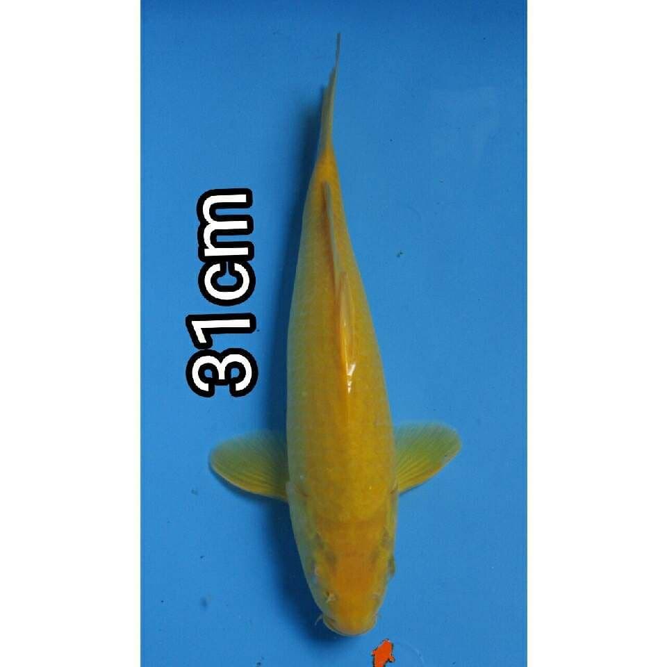 KARASHI MALE