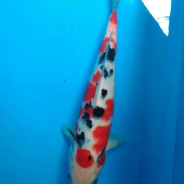 Bozu sanke 27 cm