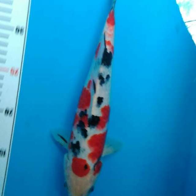 Bozu sanke 27 cm