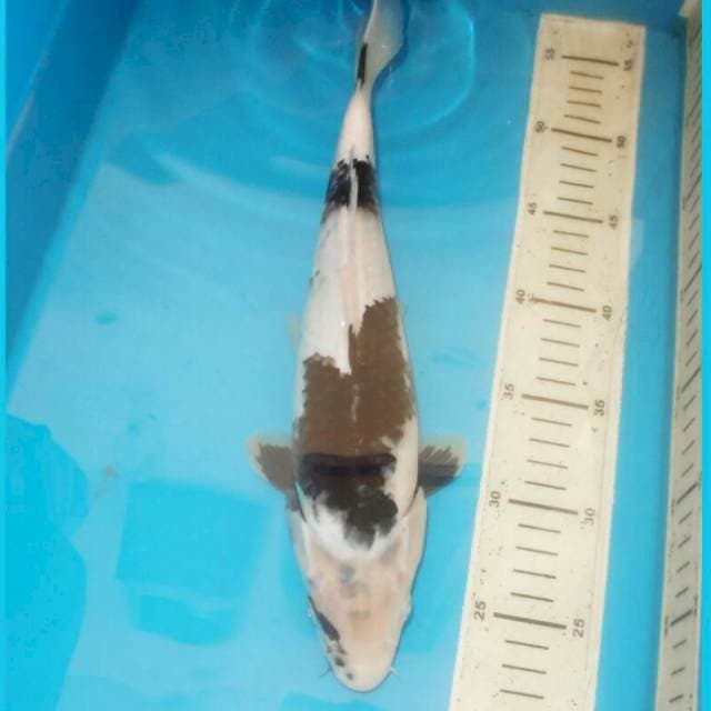 35cm SHIRO MOTOGORO