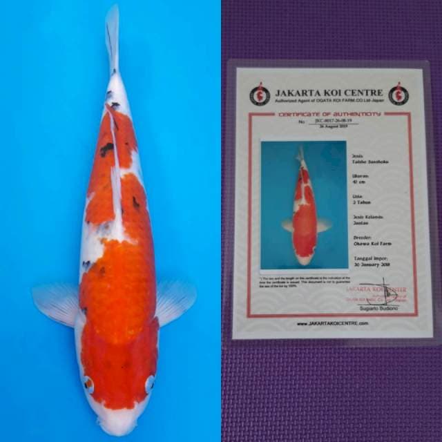 Okawa sanke 48cm sertifikat