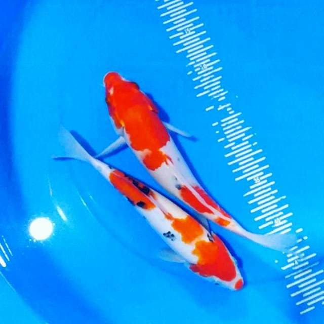 2 sanke 26-29 cm