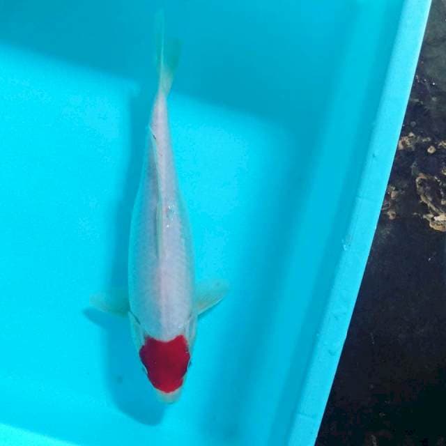 Tancho kohaku 27cm