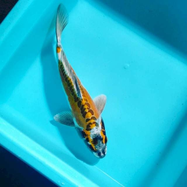 Kikko 26 cm