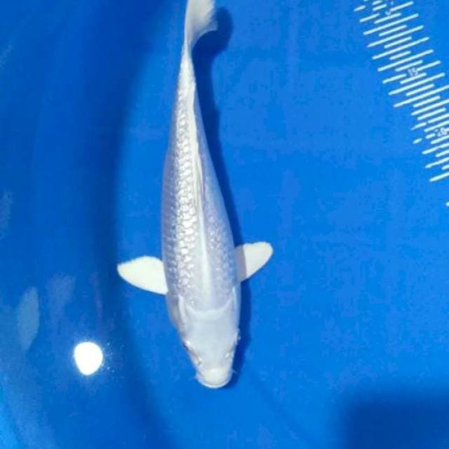 Platinum 27cm