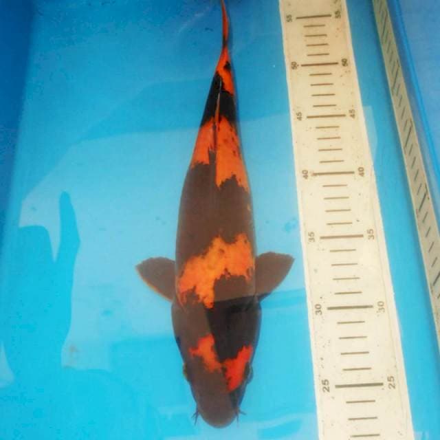 33cm HI UTSURI