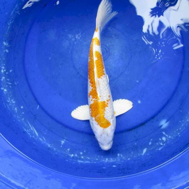 Hariwake ±37cm
