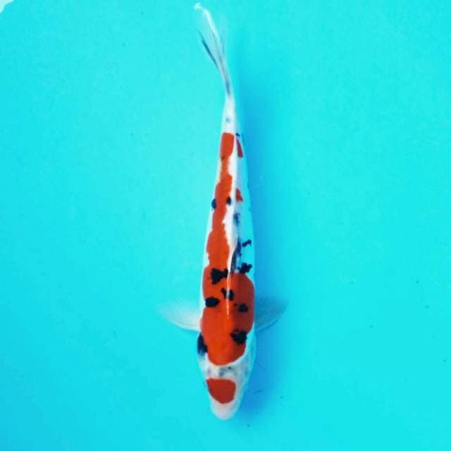 Maruten sanke*30cm