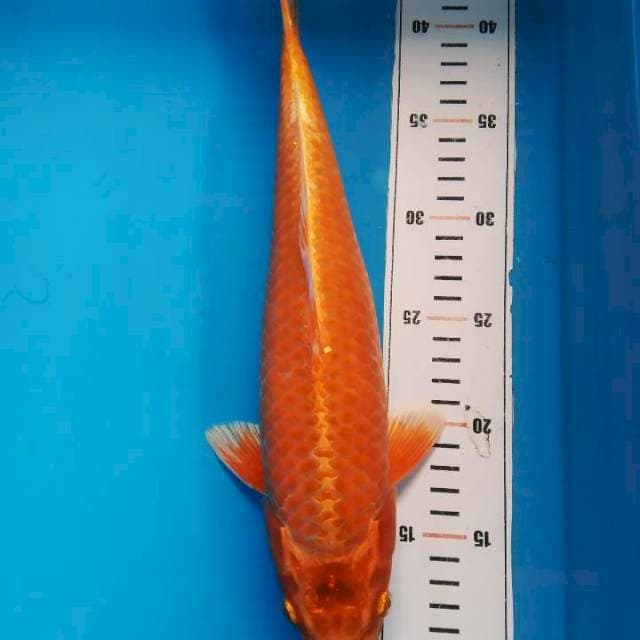 Matsuba oren 32 cm