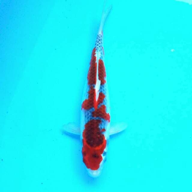 Ghosiki*30cm