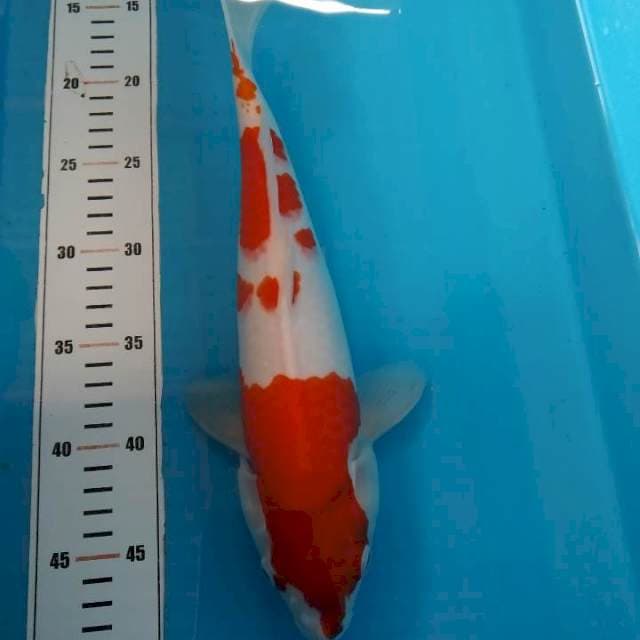 Kohaku 33 cm