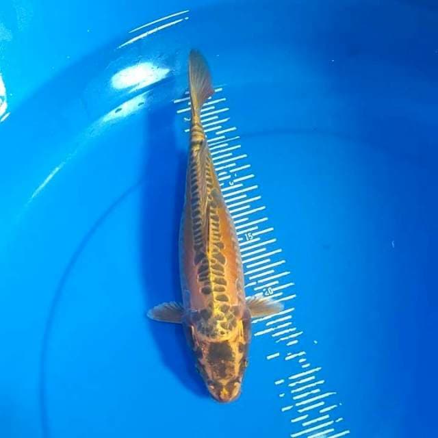 Kikkoriyu 28cm female