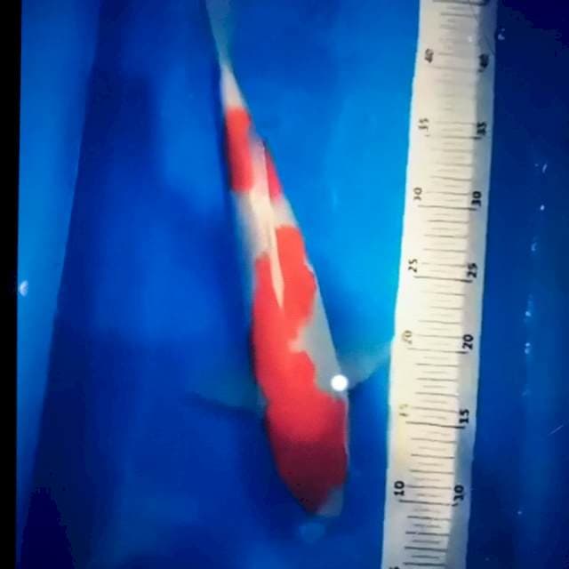 Kohaku 30bu