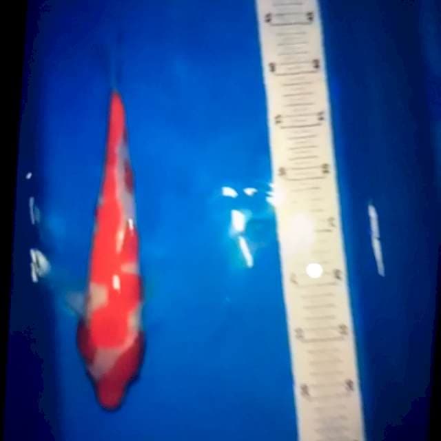 Kohaku 30bu