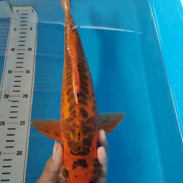 Mizuo sisik gajah 34 cm