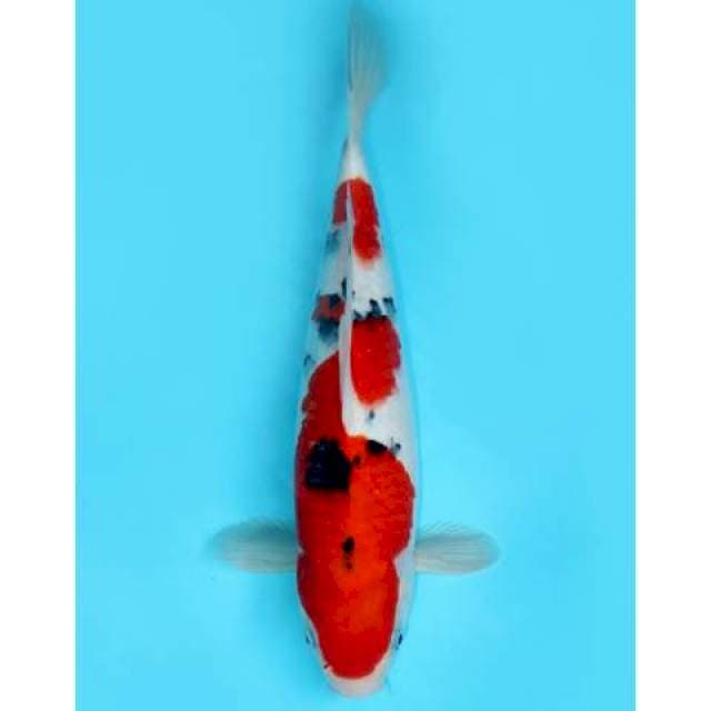 NIDAN SANKE TATEGOI 36 CM FEMALE