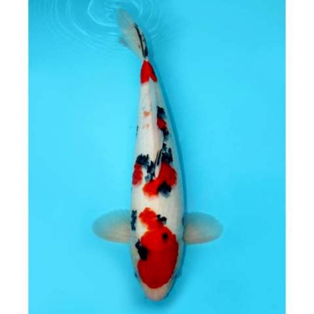 SANKE GODAN TSUBOSUMI 37 CM MALE