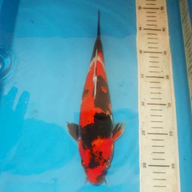 31cm SHOWA