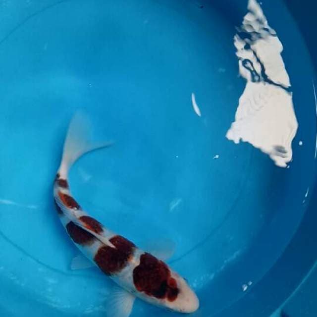 Zebra 31 CM