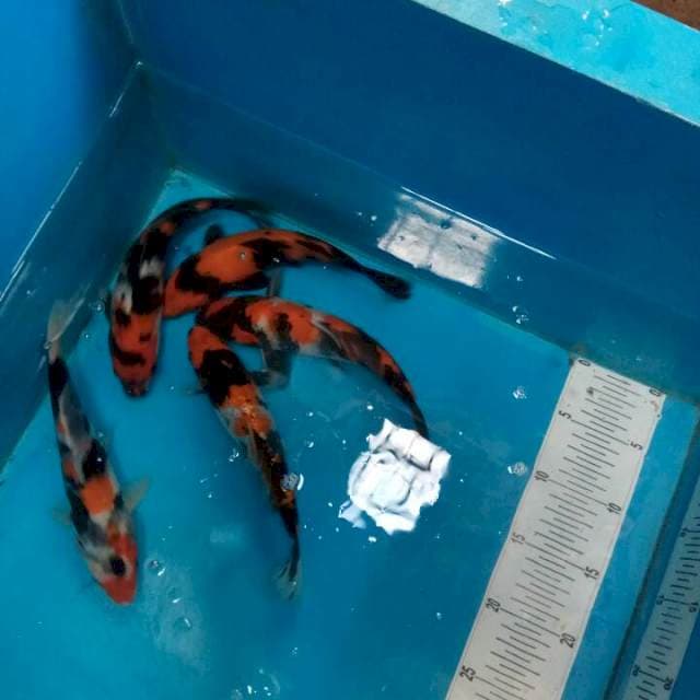 Ki utsuri & showa 20cm