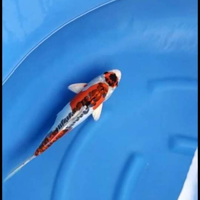 F1 maruten beni kinkikoryu antik 35cm