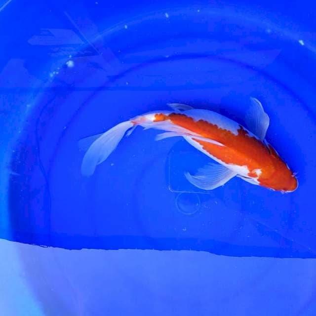 Kohaku kumpay