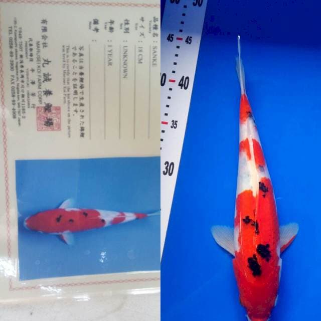 Sanke import marusei