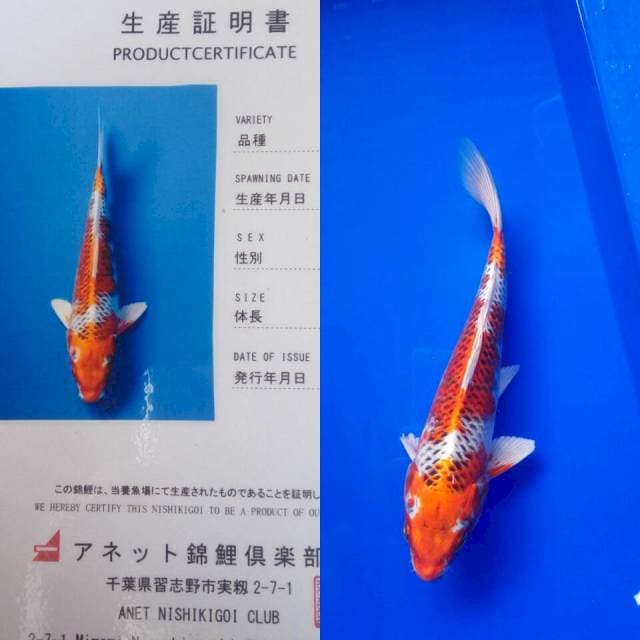 Kujaku import anetto