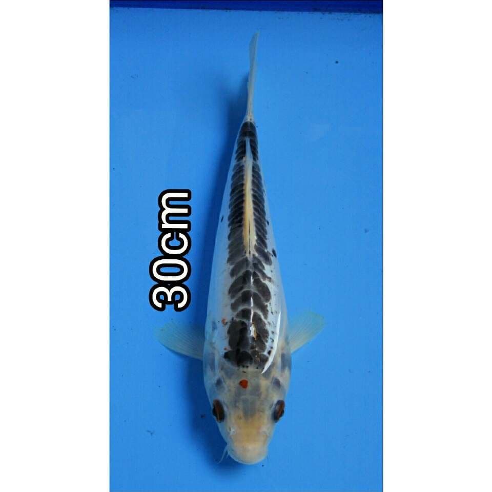 SHUSUI