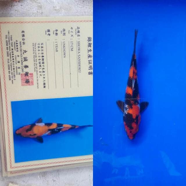 Showa import marusei