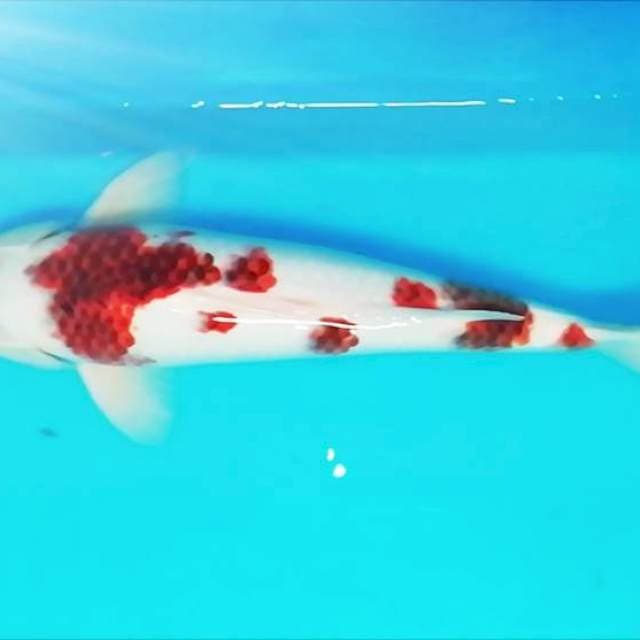 46cm Aigoromo