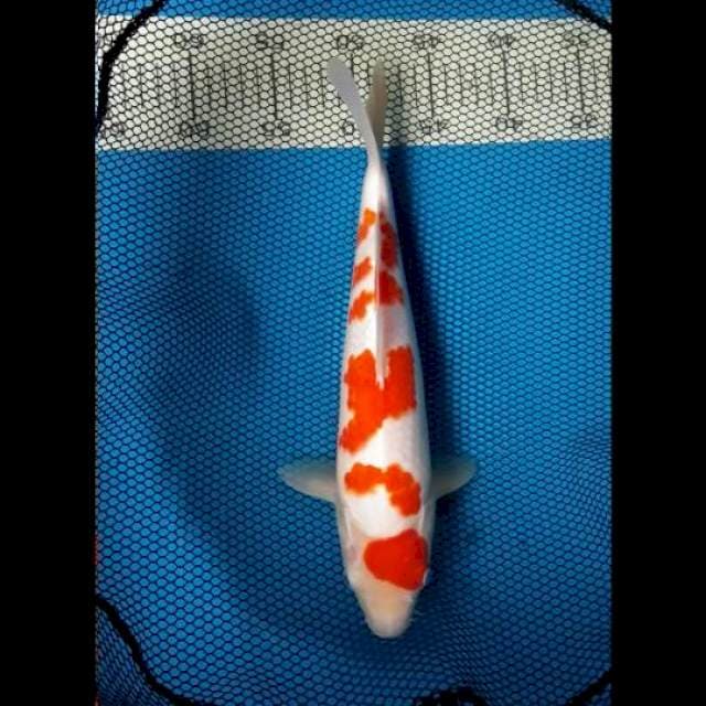 Kohaku original